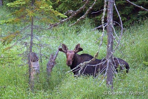 Curious Moose_02932.jpg - Photographed on the north shore of Lake Superior near Marathon, Ontario, Canada.